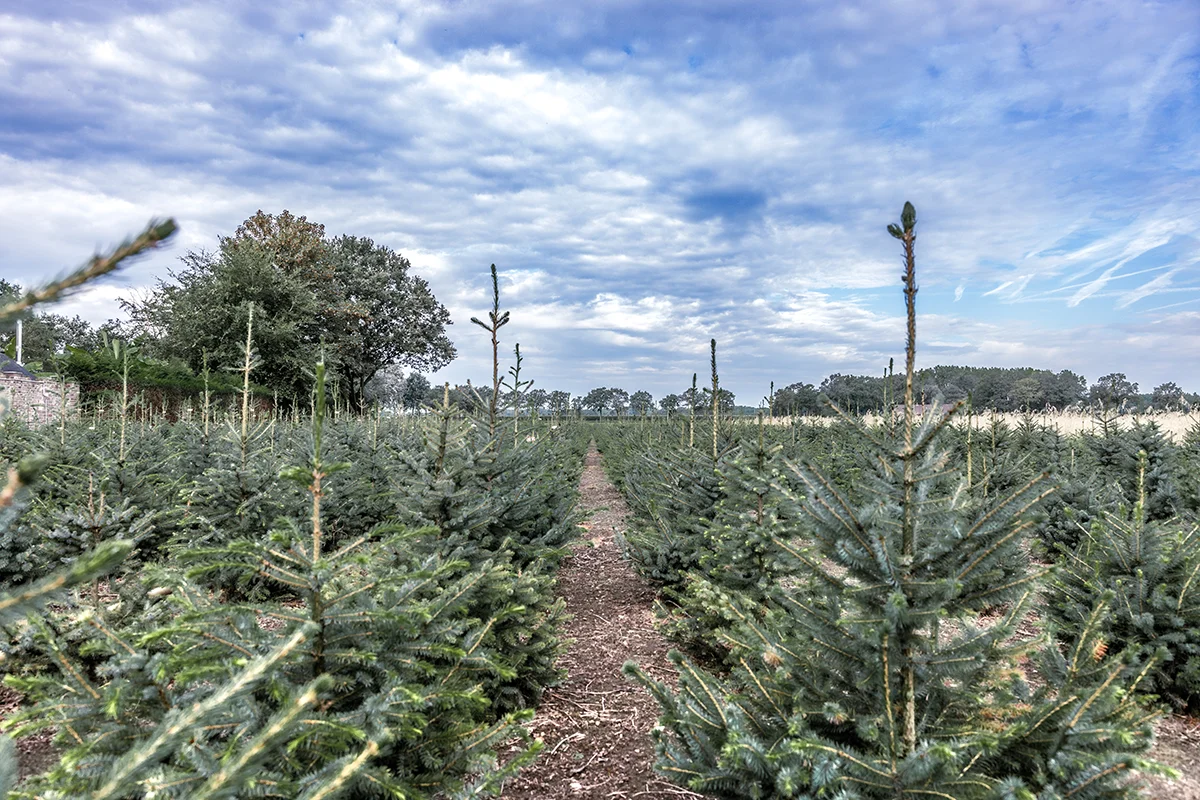 Wouter de Groene Boer - Kerstbomen veld
