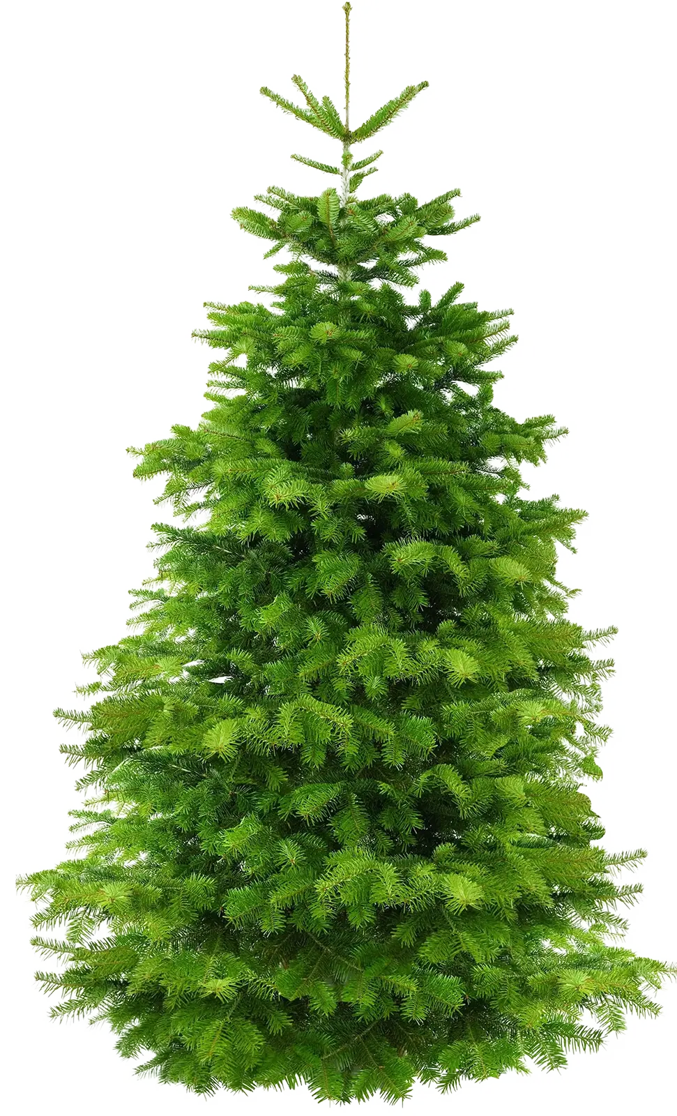 Wouter de Groene Boer - Nordmann kerstboom